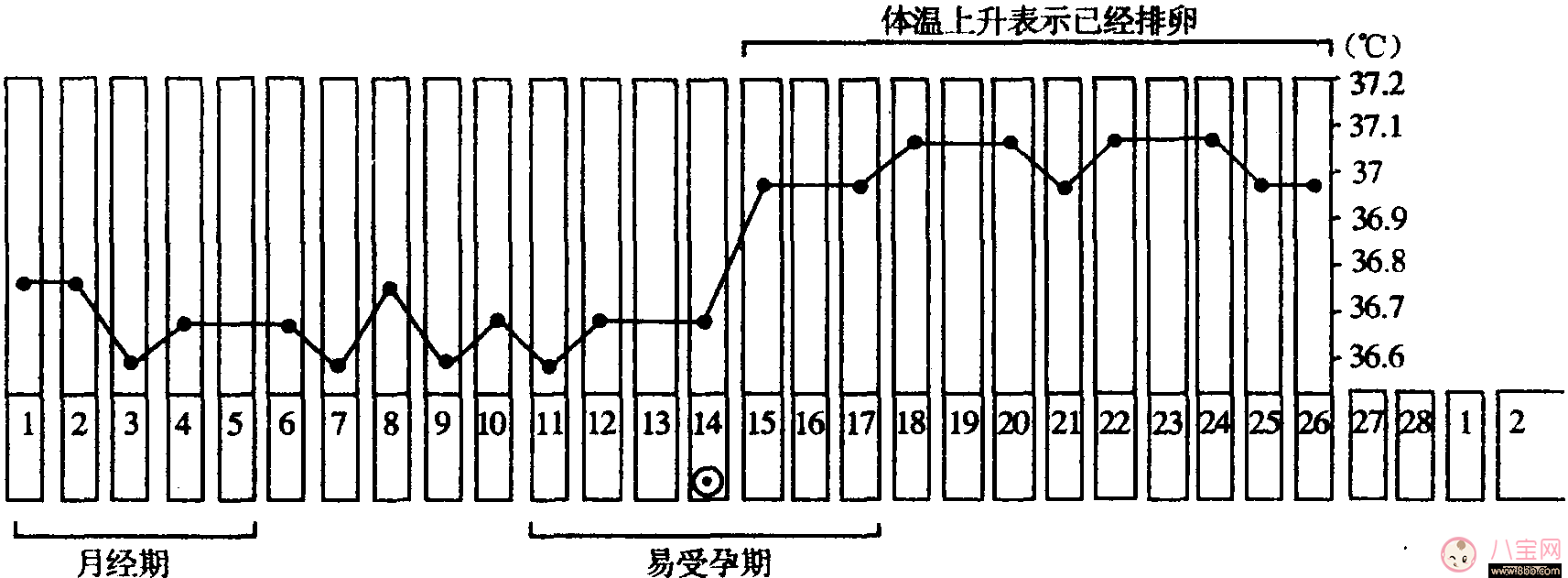 備孕首先應該了解什么？宮頸黏液和排卵期是什么？
