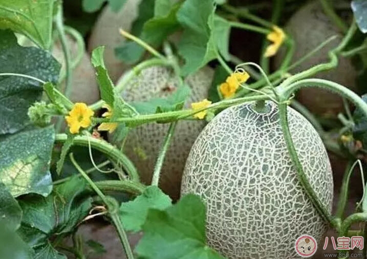 孕婦吃哈密瓜有哪些好處 孕婦吃哈密瓜的注意事項有哪些