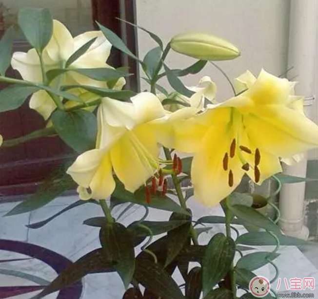 七夕節送什么花給老婆 怎么送花更浪漫