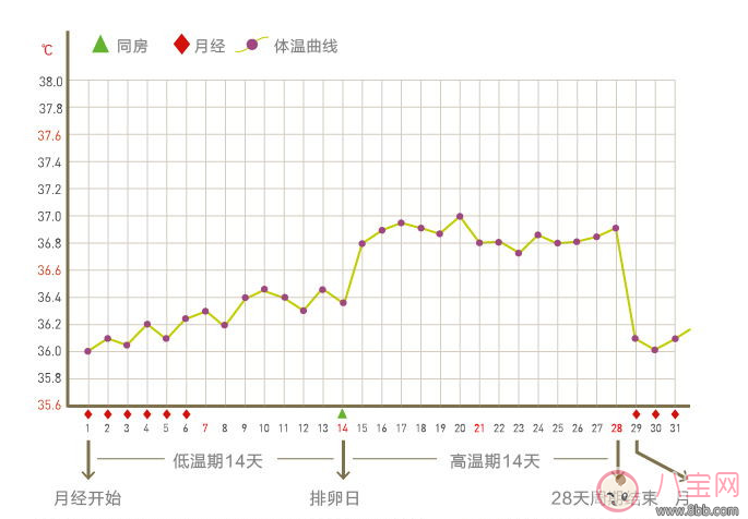 女性備孕基礎體溫貼孕律怎么樣 孕律測評