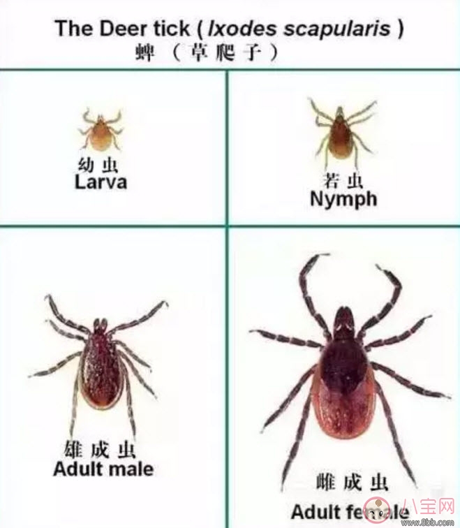 寶寶被蜱蟲咬了癥狀圖片 寶寶被蜱蟲咬和蚊子咬癥狀對比圖片區別