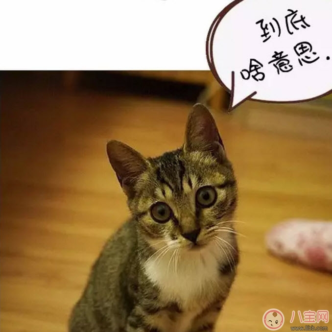 網絡語ky是什么意思 ky粉是什么意思(B站微博ky是什么縮寫嗎)