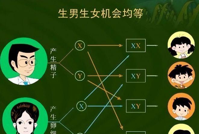 孕前飲食生男孩子_想生男孩準爸準媽孕前飲食_想生男孩備孕爸爸飲食