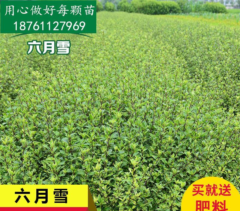 精英和平歌音樂是什么音樂_和平精英音樂是什么歌_和平精英歌曲是什么
