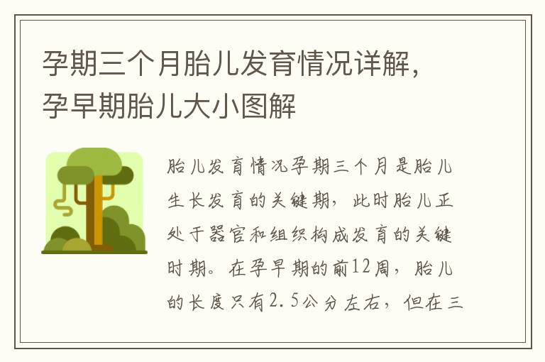 孕期三個月胎兒發育情況詳解，孕早期胎兒大小圖解