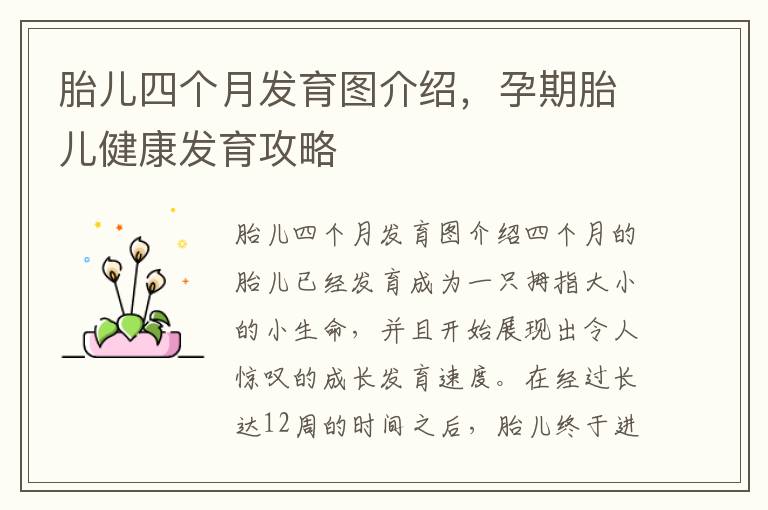 胎兒四個月發育圖介紹，孕期胎兒健康發育攻略