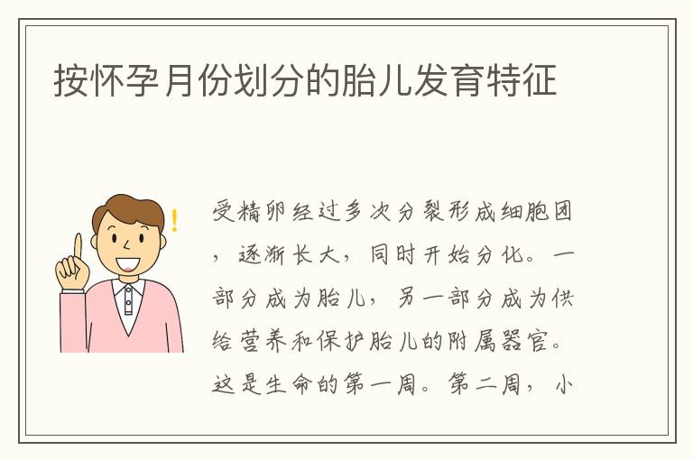 按懷孕月份劃分的胎兒發育特征