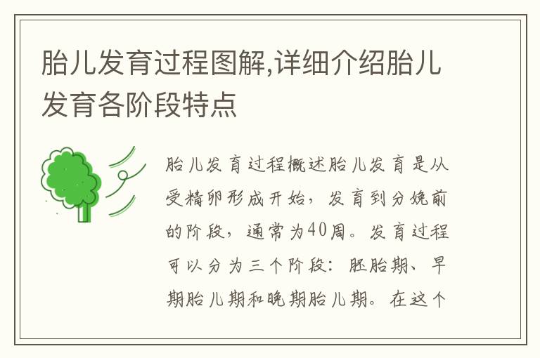 胎兒發育過程圖解,詳細介紹胎兒發育各階段特點