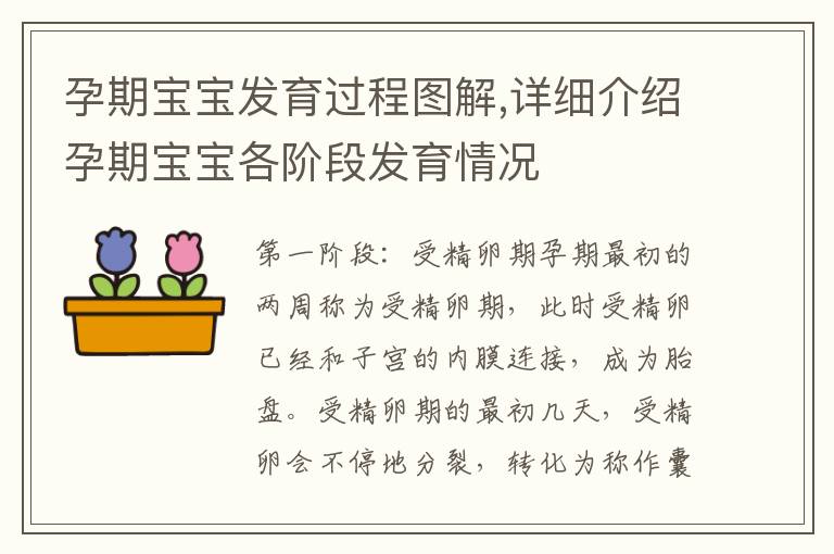 孕期寶寶發育過程圖解,詳細介紹孕期寶寶各階段發育情況
