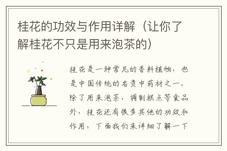 桂花的功效與作用詳解（讓你了解桂花不只是用來泡茶的）