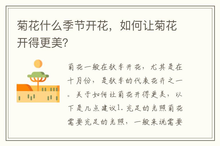菊花什么季節開花，如何讓菊花開得更美？