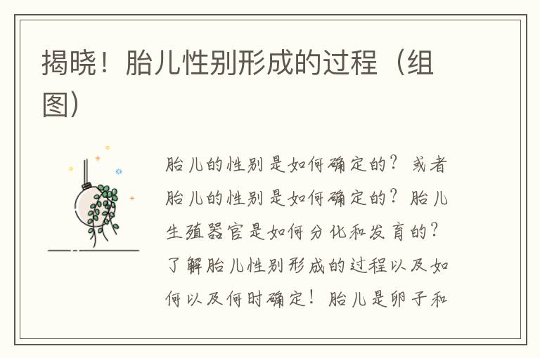 揭曉！胎兒性別形成的過程（組圖）