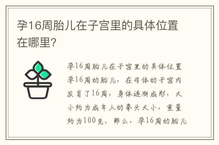 孕16周胎兒在子宮里的具體位置在哪里？