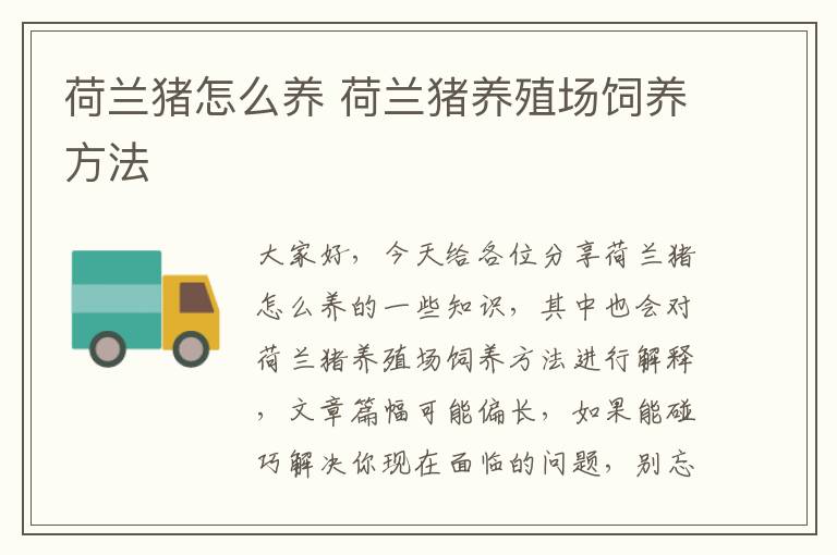 荷蘭豬怎么養 荷蘭豬養殖場飼養方法
