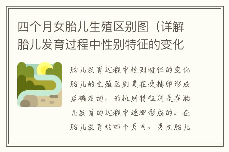 四個月女胎兒生殖區別圖（詳解胎兒發育過程中性別特征的變化）