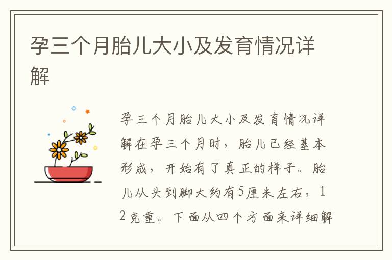 孕三個月胎兒大小及發育情況詳解