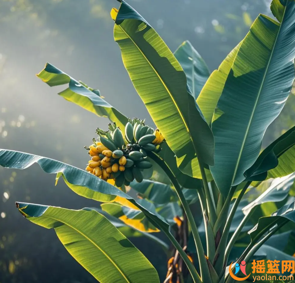 芭蕉的營養價值及功效作用